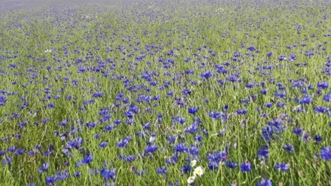 A field of blue cornflowers Stock Footage 278214302