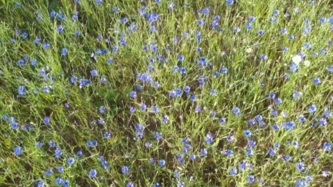 A field of blue cornflowers Stock Footage 278214346