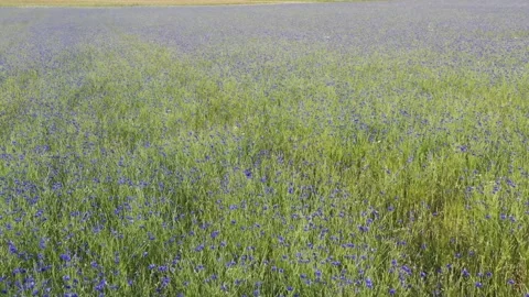 A field of blue cornflowers Stock Footage 278214396