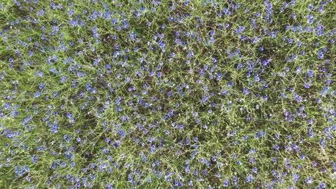 A field of blue cornflowers Stock Footage 278214465