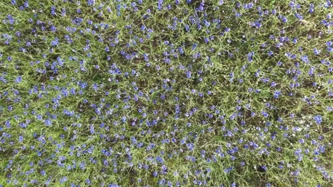 A field of blue cornflowers Stock Footage 278214536