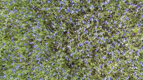 A field of blue cornflowers Stock Footage 278214550