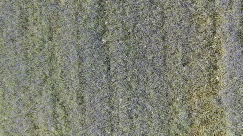 A field of blue cornflowers Stock Footage 278214638