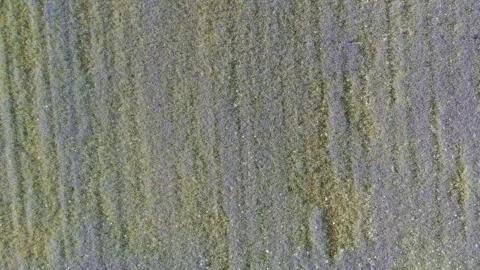 A field of blue cornflowers Stock Footage 278214650