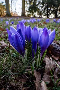 Field of Blue Crocuses in Spring Forest Stock Photos