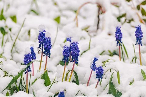 Field blue flower under snow in early spring Stock Photos