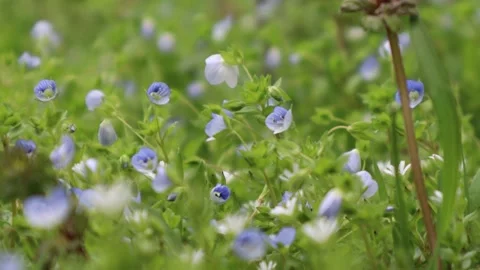 Field of blue flowers, blue "Veronica persica" flowers grow in spring. Stock Footage 238429558