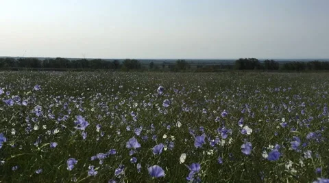Field with blue flowers Stock Footage 63320768