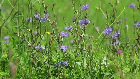 Field blue flowers Stock Footage 69102205