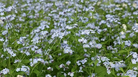 Field of blue forget-me-not flowers in spring. Video stock 329683267