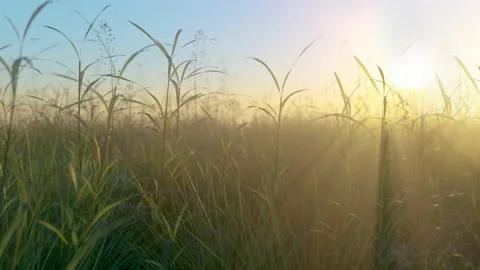 Field Blue Sky Horizontal Track 動画素材 186185059