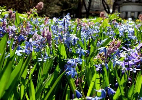 Field of blue spring flowers Foto stock