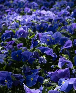 A Field of Blue Violets Fotos de archivo