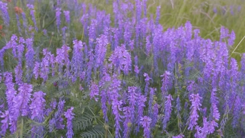 Field of Blue Wildflowers Stock Footage 248595703