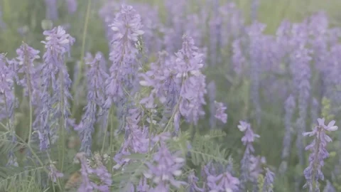 Field of Blue Wildflowers 動画素材 248595952
