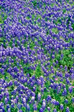 Field of bluebonnets in bloom Spring Willow City Loop Rd. TX Stock Photos