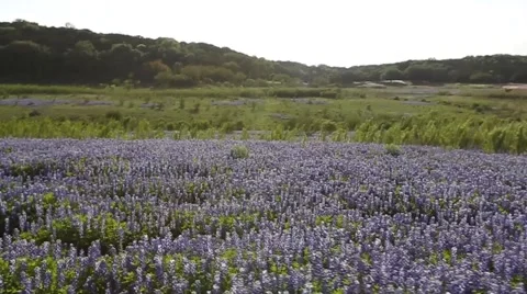Field of Bluebonnets in Texas. Stock Footage