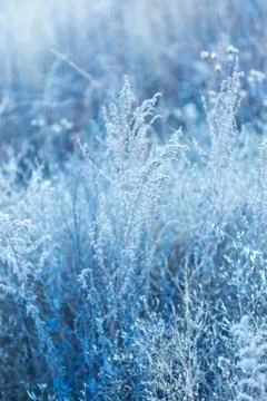 Field of bluish grass at sunset. selective approach Stock Photos
