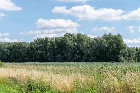 Field Border With Tall Trees Under Summer Sky Stock Photos