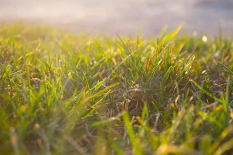 Field with bread Stock Photos