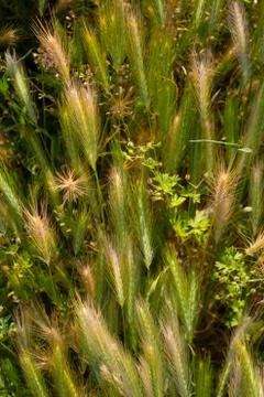 Field with bread Stock Photos