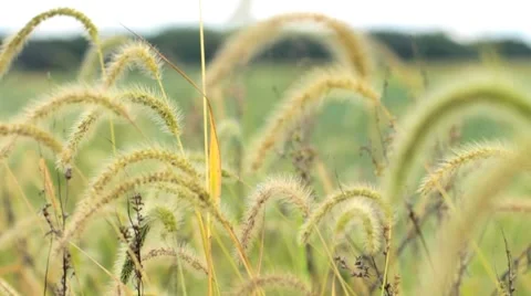Field: breeze blowing Видео 8709284