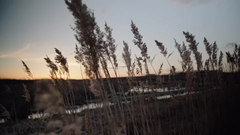 Field Breeze Vidéo 244936448