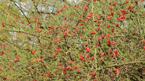 Field briar (Rosa agrestis) Stock Footage 13469522