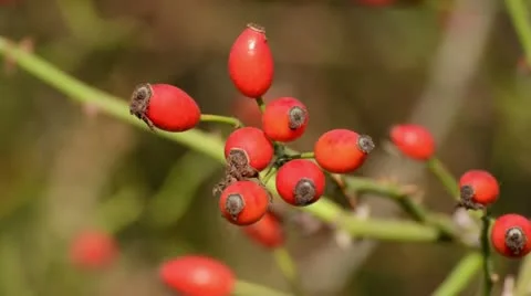 Field briar (Rosa agrestis) Stock Footage 13472998