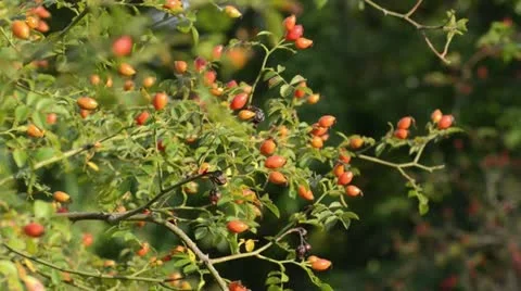 Field briar (Rosa agrestis) Stock Footage 13475736