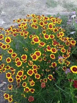 A field of bright flowers Фото