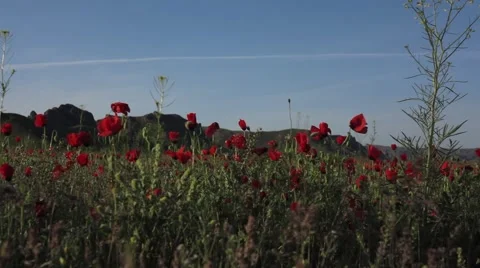 Field of bright red corn poppy flowers 库存影片 63213480