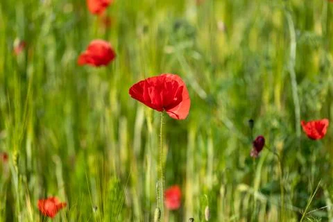 Field of bright red corn poppy flowers in spring Stock Photos