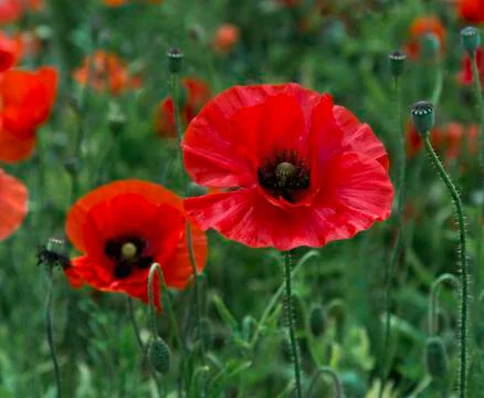 A field of bright, red poppies and wild flowers Stock Photos