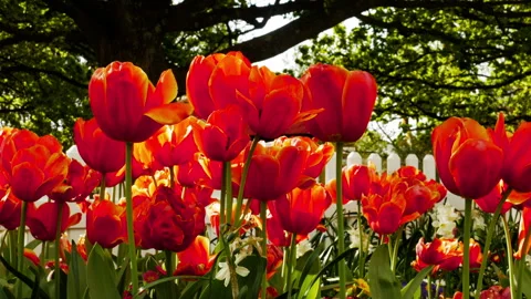Field of Bright Red Tulips Under Sunlight Stock Footage 309252663