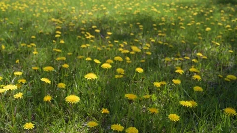 A field of bright yellow dandelions set in long grass Stock Footage 233115994