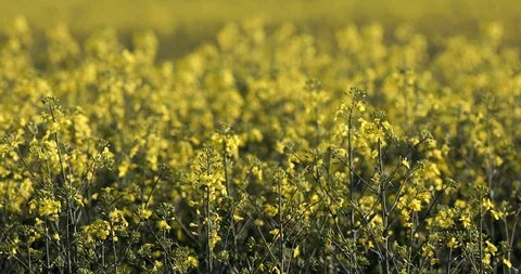 Field of bright yellow rapeseed in spring. Stock Footage 89328886