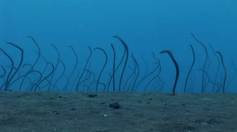 Field of brown garden eel (Heteroconger longissimus), shot with tripod 스톡 동영상 59194861
