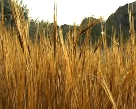 A field of brown grass Stock Footage 8664478
