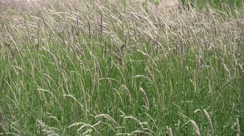Field of brown grass gently sways in wind (High Definition) Stock Footage 359364
