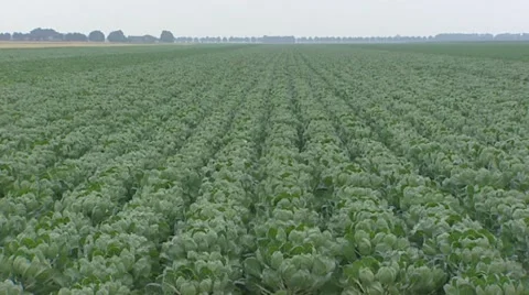 Field of Brussels Sprouts, Choux de Bruxelles (Brassica oleracea) Stock Footage 41635828