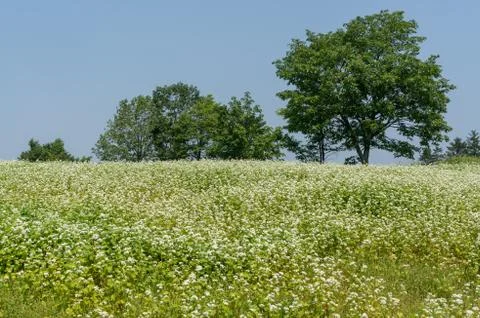 Field of buck wheat Stock Photos