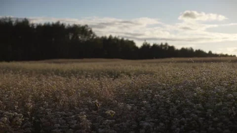 Field of buckweat Stock Footage 136918984
