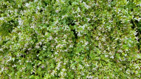 Field with buckwheat in bloom. Environmentally friendly agriculture. Stock Footage 232435492