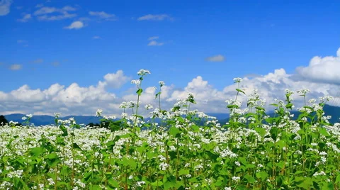 Field of buckwheat blossoms. Stock Footage 41574229