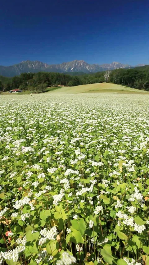 A Field of Buckwheat Flowers in the Wind and Mount Kashimayari in the Northern Stock Footage 324908366