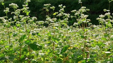 Field of buckwheat. Stock Footage 54903631