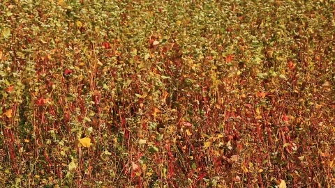 Field of buckwheat. Stock Footage 96422546