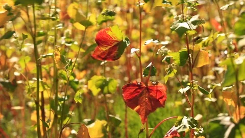 Field of buckwheat. Stock Footage 96422724