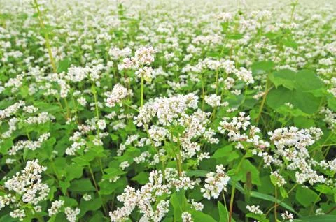 Field of buckwheat Stock Photos